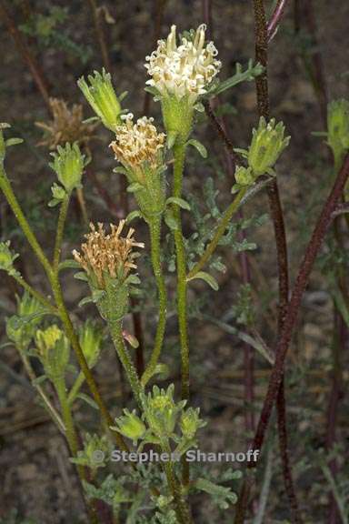 chaenactis douglasii var douglasii 4 graphic